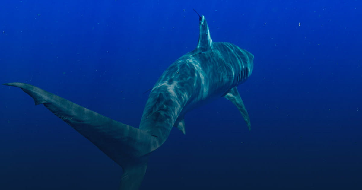 ocearch.org
