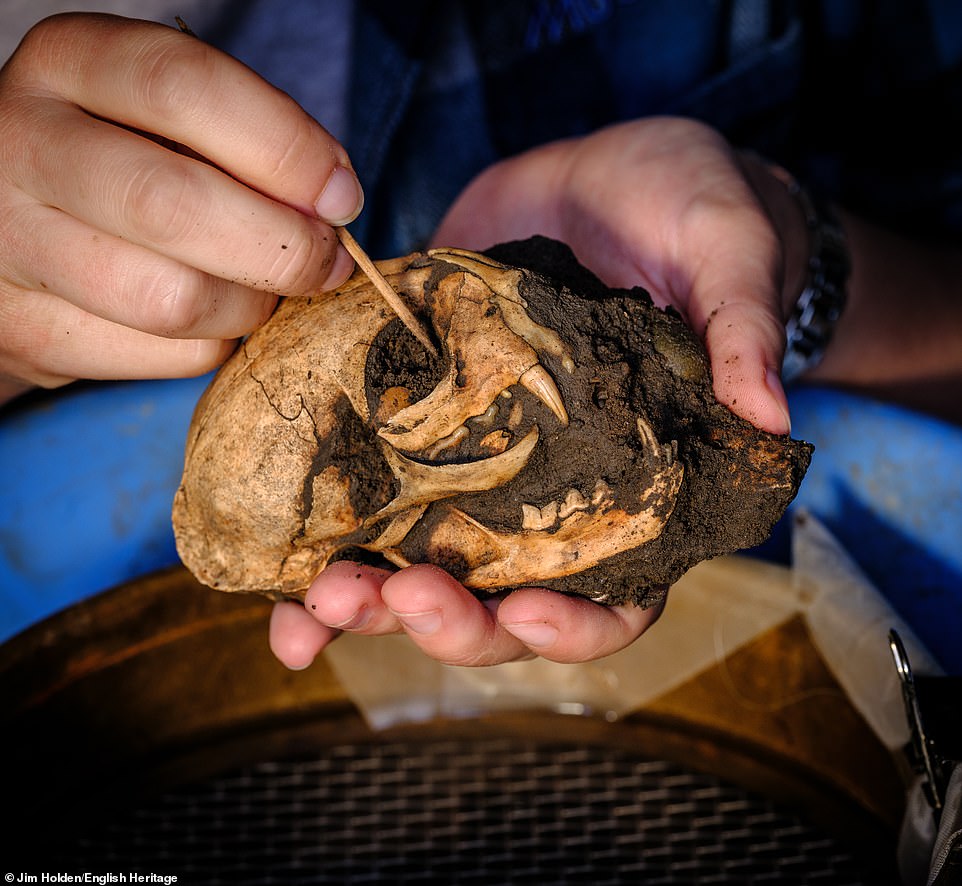 Experts have known about the amphitheatre since 1849 but the latest dig led to new finds including coins, pottery fragments and even the almost complete skeleton of a pet cat that archaeologists have nicknamed Maxipus (pictured)