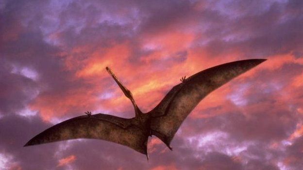 coloborhynchus