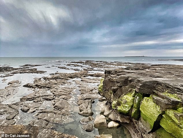 The riverside location would also have allowed the Vikings to retreat quickly if they had needed to. Pictured: The view near the site, from Amble on the Northumbrian coast, looking out to Coquet Island