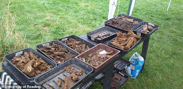 Aided by local volunteers, University of Reading archaeologists have unearthed the remains of several timber buildings, alongside assorted artefacts that are providing insights into their lives. These have included pottery vessels likely used for cooking and eating, animals bones left over from meals (pictured), a lady's dress pin and a delicate bronze bracelet
