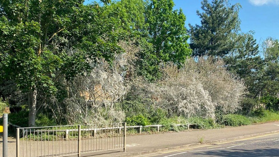 Caterpillar webbing on trees