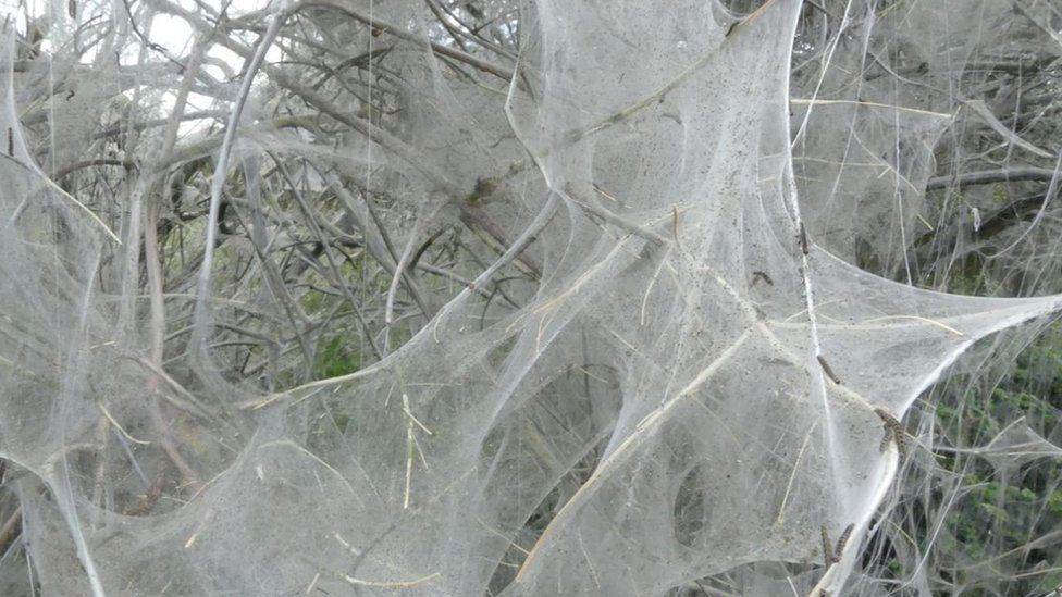 Caterpillar webbing Caterpillar webbing