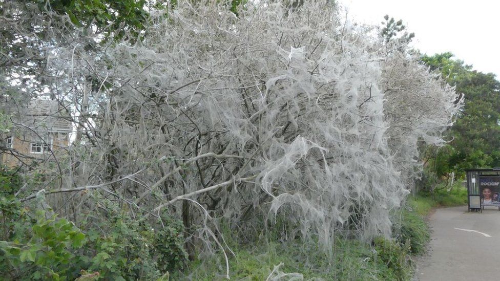 Caterpillar webbing on trees