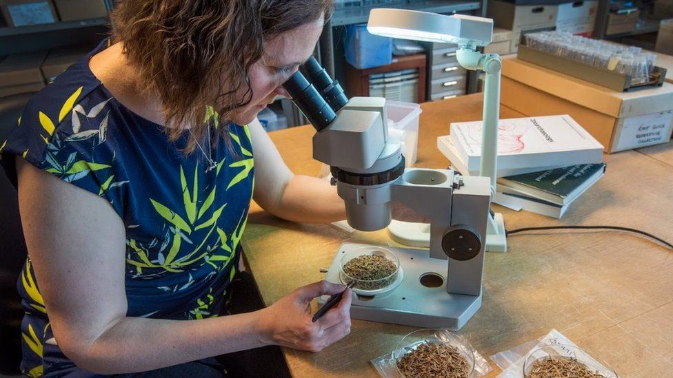 Dr Vicki Ewens, senior archaeozoologist, with a microscope