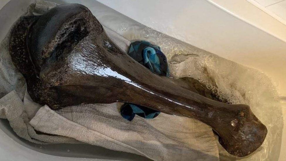 Giant bone fossil in a bath