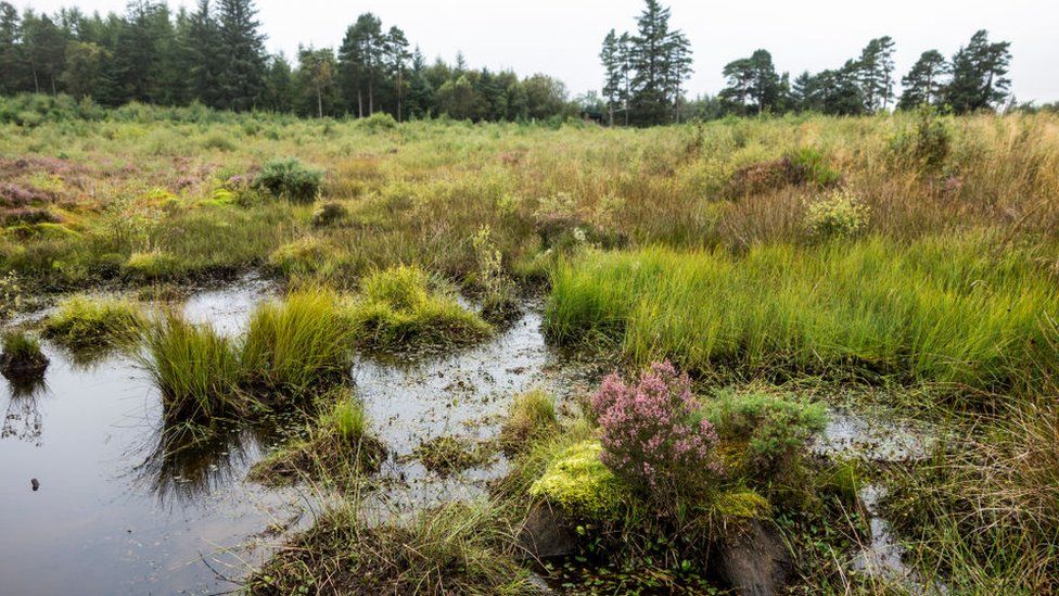 Culloden moor