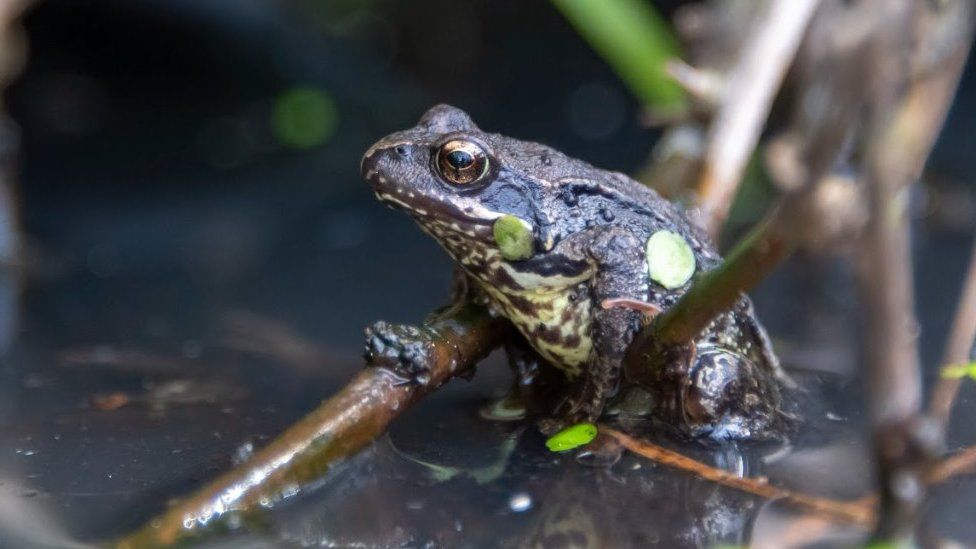 A common frog A common frog