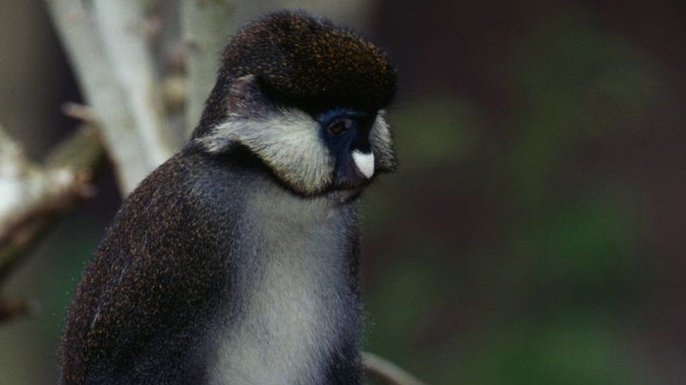 Guenon monkey