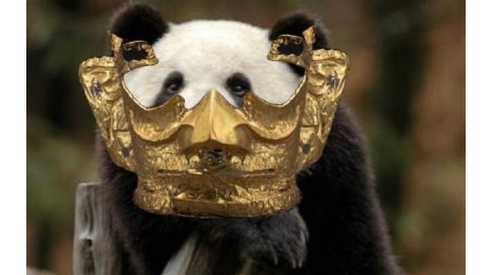 Panda in gold mask