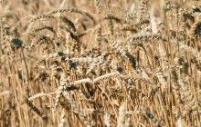 Expert forecasts wheat harvest in Ukraine to exceed 27 million tonnes in 2021