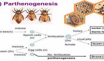 Image result for parthenogenetic Species. Size: 271 x 155. Source: assignmentpoint.com
